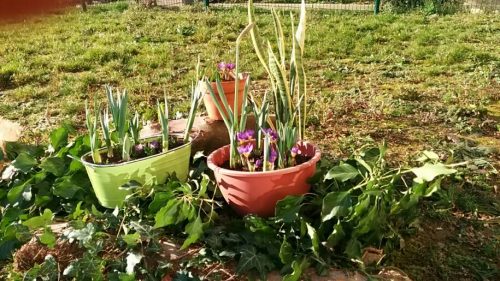 Zoom sur l’atelier jardinage